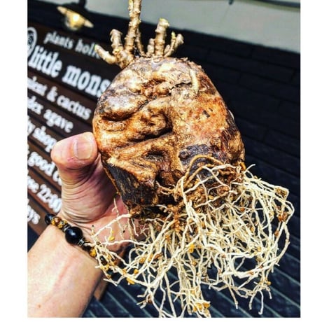 pachypodium bispinosum 《大きめM size》極希少‼︎激エグれ株※現地球発根後店主国内管理5年株※両A面な激しいエグれ生き様強き一株※mad black pot植え