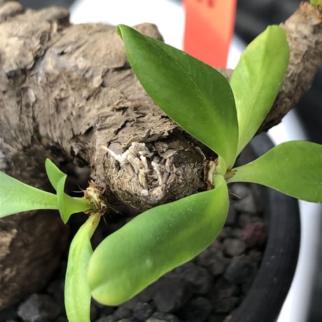euphorbia  itremensis 《M size》※現地球発根済株※店主国内管理3年株※個体差の激しい樹形とmad質な葉&表皮colorが魅力で堪らない人気者※mad black pot植え