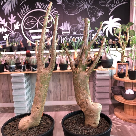 【現品】セサモタムナス・ブッセヌス　8号　D7番 現品】セサモタムナス・ブッセヌス 8号 D7番 現品・現物