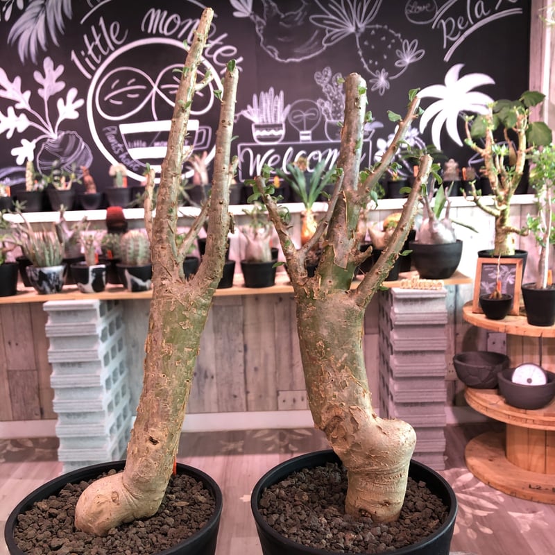 sesamothamnus busseanus《L size》極太激希少株※まばらトゲと白 sesamothamnus busseanus《L size》極太激希少株※まばらトゲと白