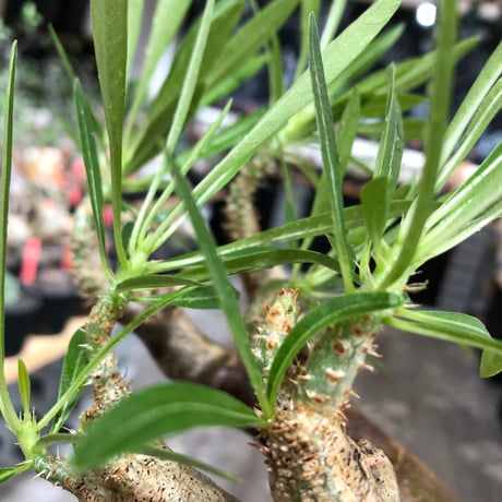 pachypodium inopinatum《L size》※現地球株発根済※斜面に自生のため好きな方には刺さる捻くれバランスの可愛さと良枝振りな一株※black bowl pot植え