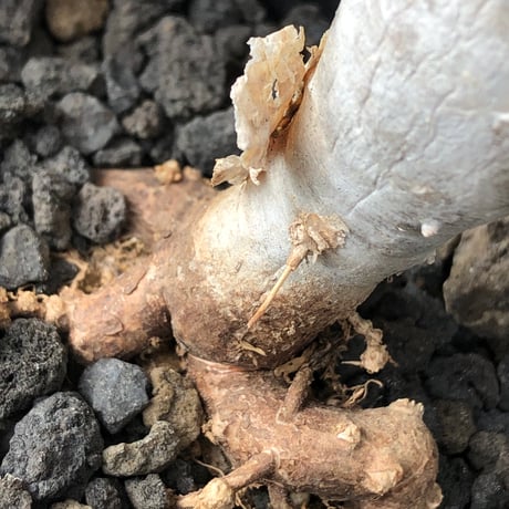 sesamothamnus rivae《小さめM size》※現地球株発根済※小振り現地球株は逆に珍しく白く美しくも味深き表皮のメクれが堪らなく枝振りも良き一株※black pot植え