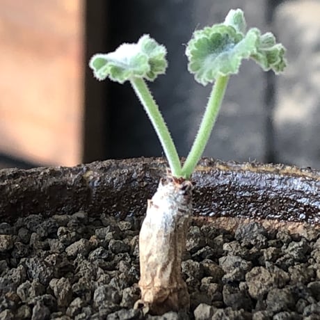 pelargonium  mirabile《SS size》※littmon seed株※誰もが愛おしく堪らないと感じる冬型の人気者※信楽陶器鉢植え