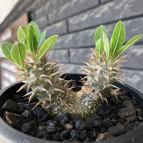 pachypodium densicaule ｗ-he'd恵比寿大黒《M size》※littmon seed🌱※恵比寿大黒らしからぬ双頭株のかわいい一株※mad black bowl pot植え