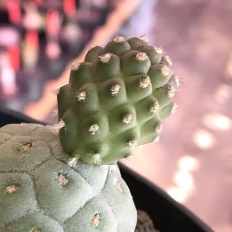 tephrocactus geometricus 《M size》※現地球株カキ仔発根済※①丸々とかわいく綺麗な玉型維持のカキ仔※black bowl pot植え