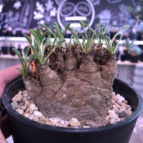 euphorbia    fish bone《M size》