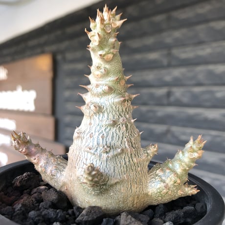 pachypodium windsorii《M size》※選抜littmon seed🌱※weight低き極ぼってり株元&枝振りも◎良樹形※mad black pot植え