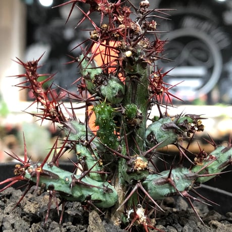 euphorbia aeruginosa《M size》※現地球株発根済※枝振り良く稀なほど整った出立ちバランスでキモカワナな渾身の一株‼︎※black bowl pot植え