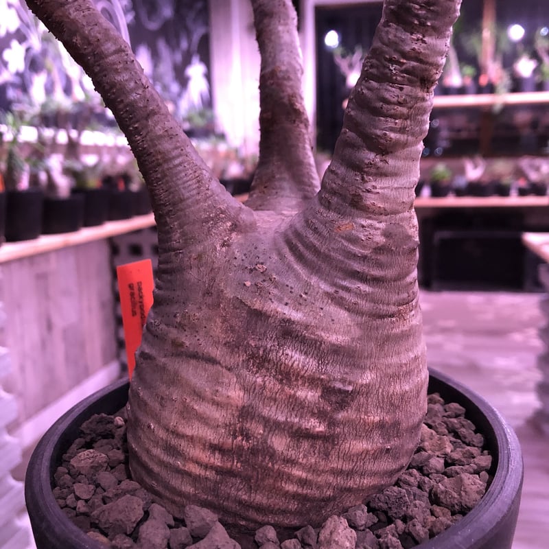 パキポディウム グラキリス Packypodium gracilius 現地株 ロ331「現地株」パキポディウム グラキリス XL 抜き苗【最新到着