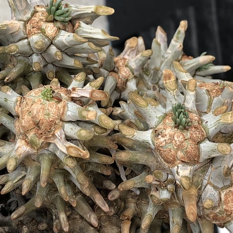 tylecodon wallichii（LL size）※現地球発根済※発根後店主国内管理8年株※ヤバい程の枝振り‼︎weight極めて低い良樹形驚愕ワリチー※mad black bowl pot植え