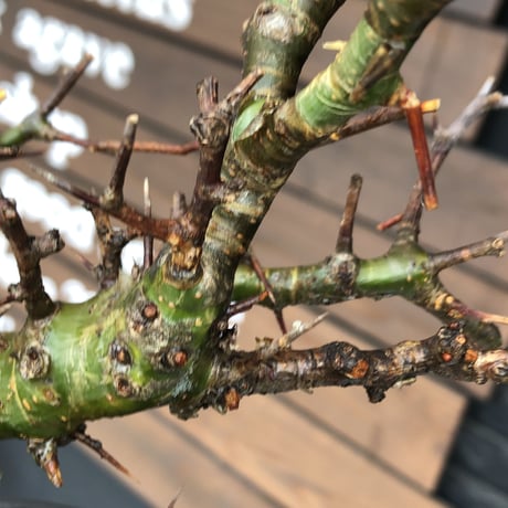 commiphora  myrrha《大きめM size》※現地球発根後店主国内管理8年株（店主私物株）※良き佇まいな激希少種※mad black bowl pot植え