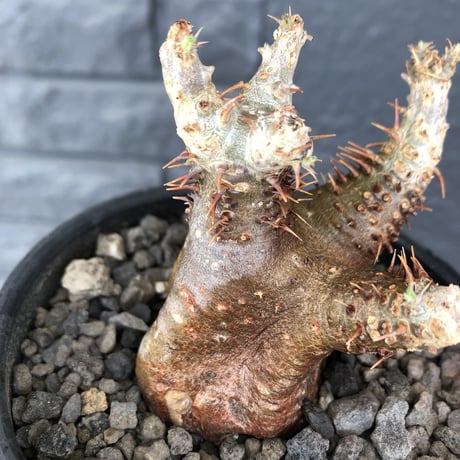 packypodium  cactipes《 S  size》※現地球発根済株※とても特化した独特の自己主張強きフォルムに短枝の為、大変可愛いさも強き一株‼︎※mad black bowl pot植え
