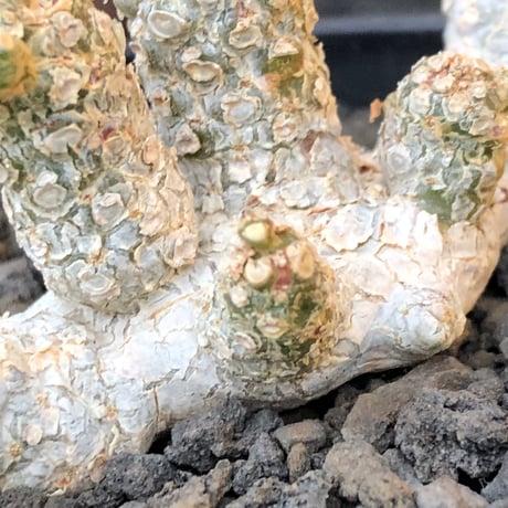 dorstenia  horwoodii《LL size》※現地球株発根済※古き良き味深い極白肌&低重心ぷっくり株元も堪らない渾身の一株‼︎※black bowl pot植え