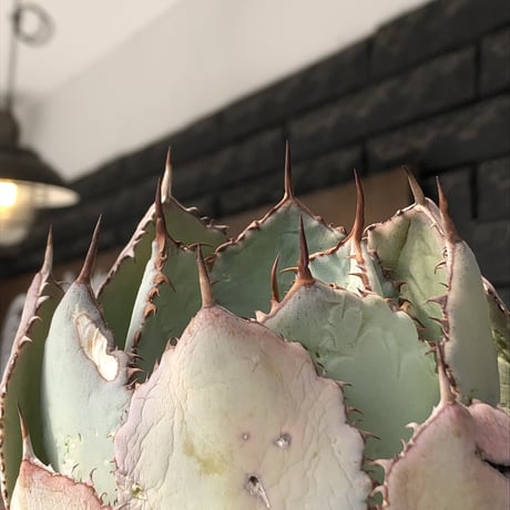 agave guadalajalana《大きめM size》※現地球発根後店主国内管理3年株※極締まり良き美しすぎるボール樹形の選抜株※mad black bowl pot植え