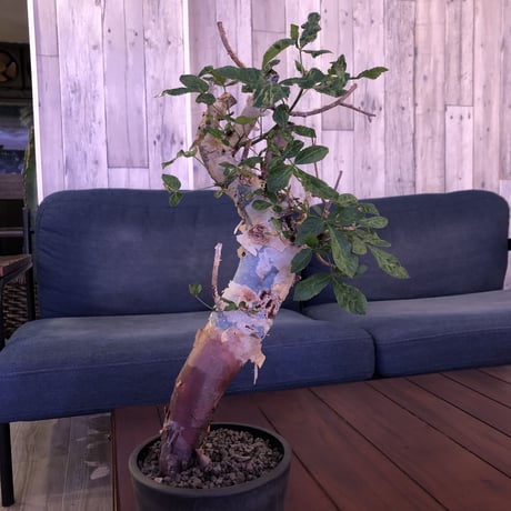 commiphora  africana《L size》※mad black pot植え　vintage感出過ぎなこの佇まいが堪らない１株‼︎　※発根芽吹き済み株