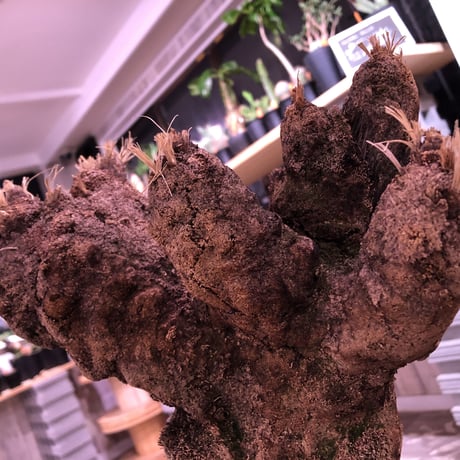 Xerophyta   Trichophylla《L L size》発根済み株   芽吹き待ち