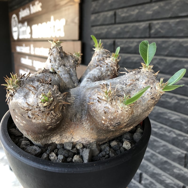 パキポディウム エブレネウム Pachypodium eburneum ④ パキポディウム エブレネウム | GREEN LUCK
