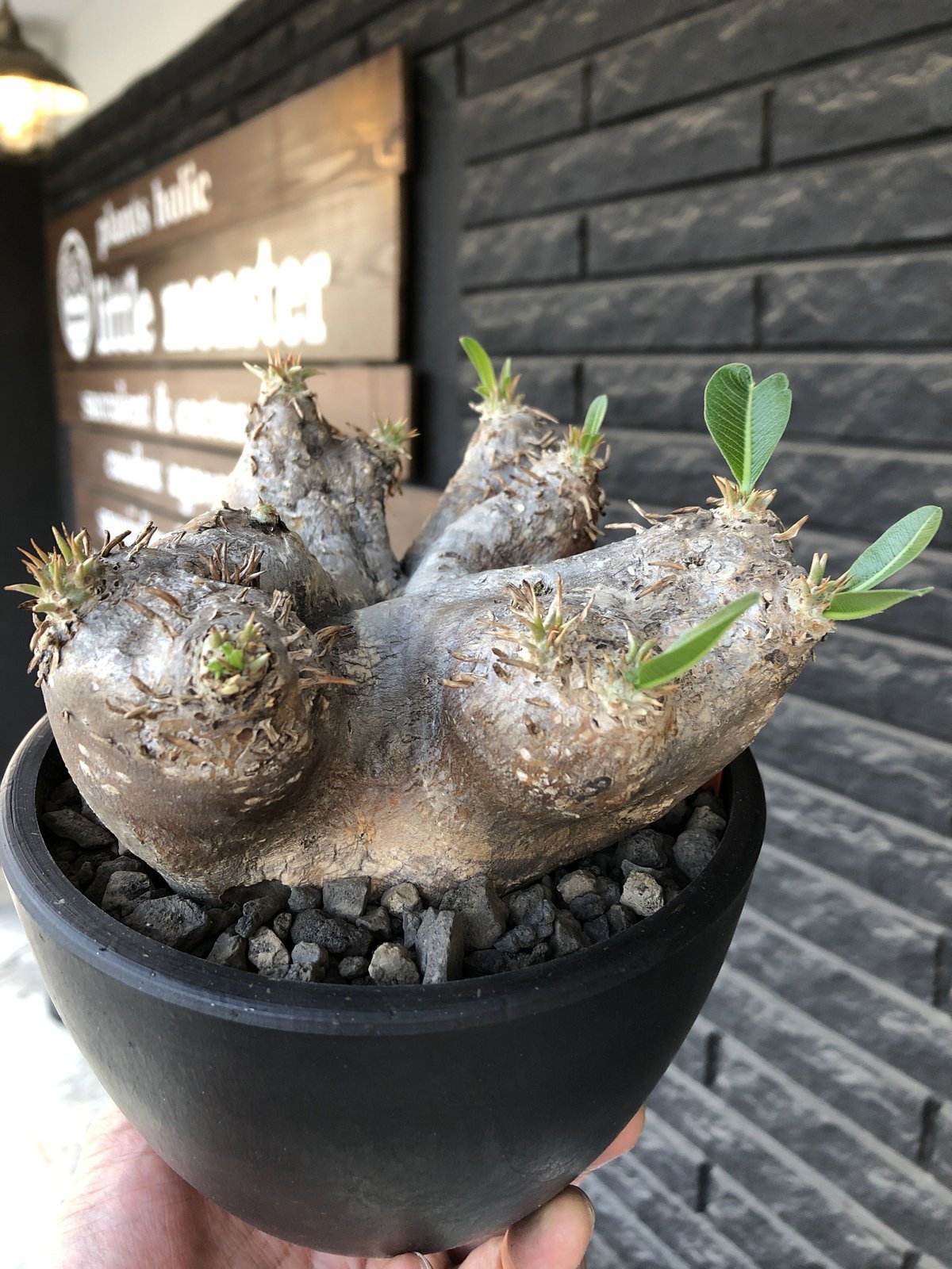 pachypodium eburneum《L size》※現地球発根後店主国内管理 4年株※岩肌質にエブレらしい wildな樹形＆良きサイズ感※mad  black bowl pot植え