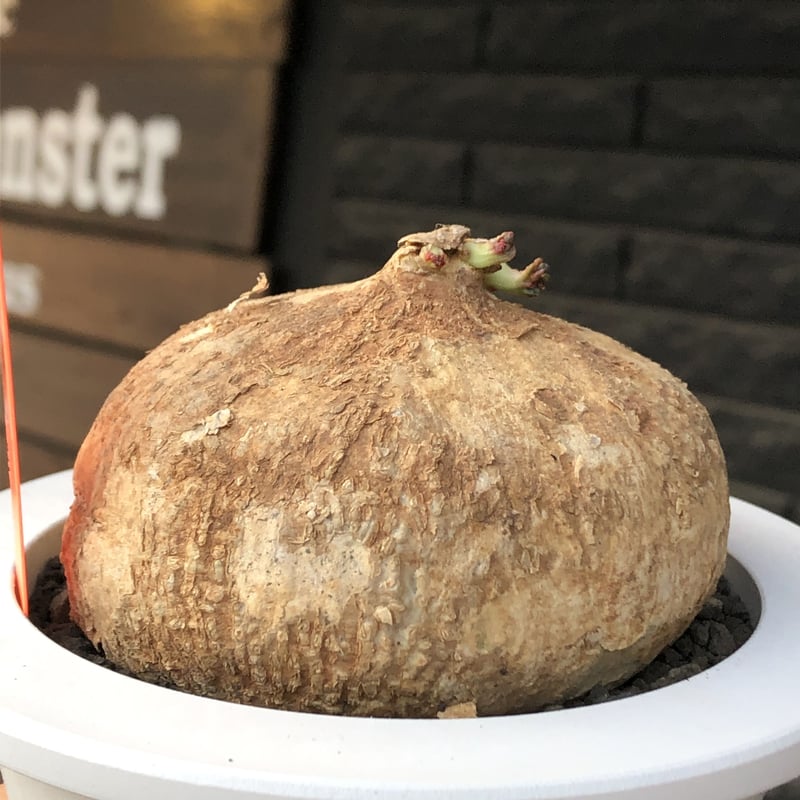 adenia ovata《L L size》激希少種大株※現地球発根後店主国内管理7年株 adenia ovata《L L size》激希少種大株※現地球発根後店主国内管理7年株