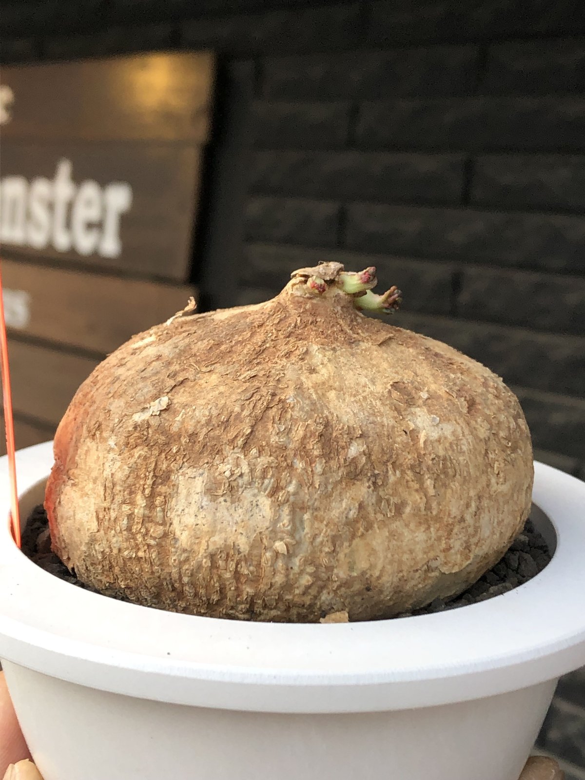 adenia ovata《L L size》激希少種大株※現地球発根後店主国内管理7年株