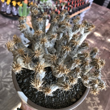 euphorbia guillauminiana《L size》極白肌株※現地球発根後店主国内管理6年株※堪らなく白蛇かの如く美しいギラウミ※mad brown marble bowl pot植え
