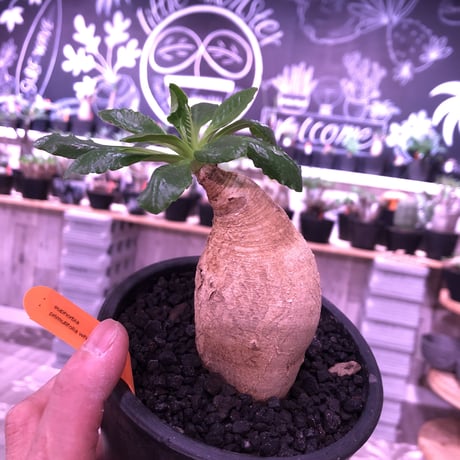 euphorbia    primulifolia  《M size》《花色 ＝white》※ぼてっとプリっとしたこのフォルムが堪らない人気者‼︎※mad black pot植え