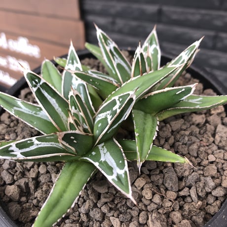 agave  笹の雪《小さめM size》W-he'd株※現地球発根後店主国内管理1年株※双子で美しいbalance良き一株※mad black bowl pot植え
