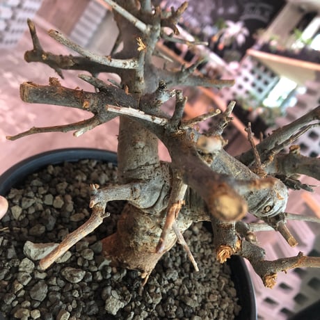 boswellia  neglecta《M size》発根済み株    浅鉢植え　大変渋さを主張したlow仕立て‼︎