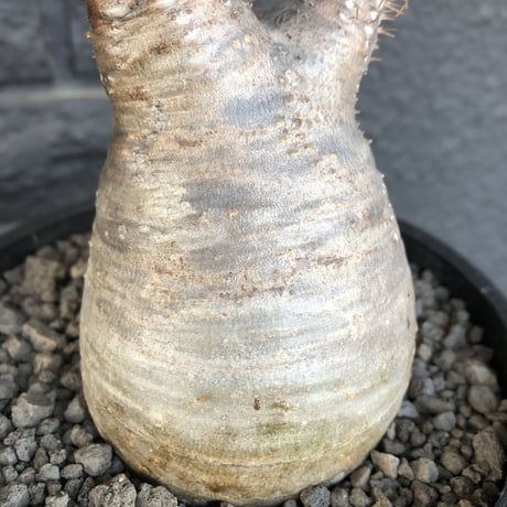 packypodium  gracilius まん丸《M size》  現地球  発根済み株   mad black pot植え