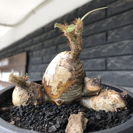 pachypodium gracilius《M size》現地焼け肌&4-he'd株※現地球発根後店主国内管理3年株※まさに🥚卵のかの如く‼️渾身の一株※mad black bowl pot植え