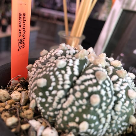 astrophytum   asterias 《兜丸》M size
