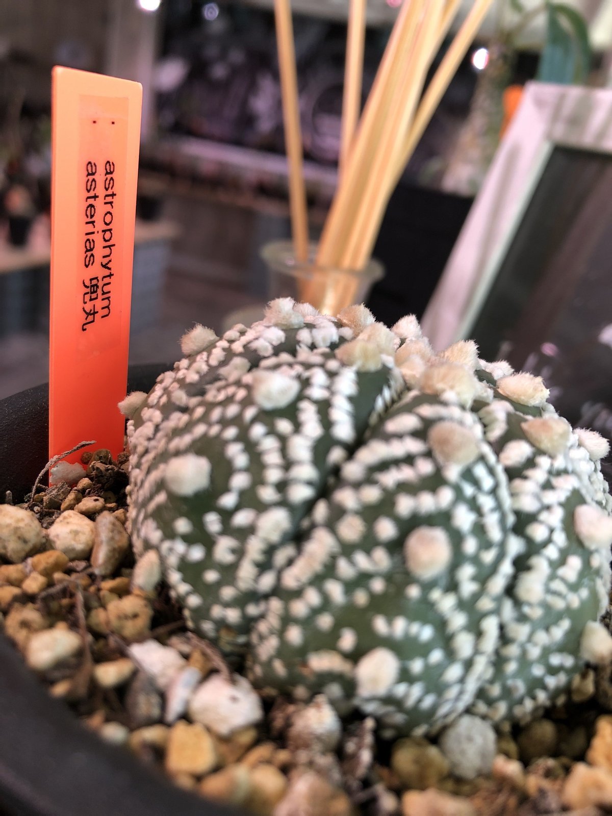 astrophytum asterias 《兜丸》M size | plants holi
