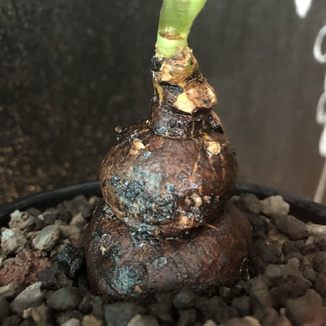monadenium globosum《L  size 》※現地球発根済株※激希少‼︎黒ツル肌に赤葉が大変美しく白花のcontrastも堪らない渾身の一株※mad black bowl pot植え