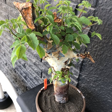 commiphora  holtziana《大きめLL size》驚愕‼︎極太株第3弾‼︎※現地球発根後店主国内管理3年株※渋さ佇まいが堪らない大株※brown marble bowl pot植え