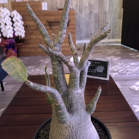 adenium   arabicum