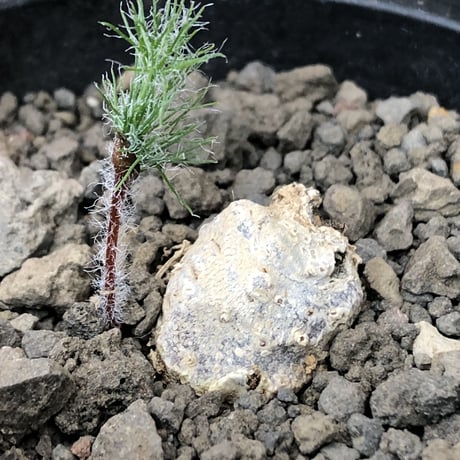 eriospermum dregei《M size》驚愕‼︎冬型激希少種※現地球発根後店主国内管理5年株※まず出回らない現地球株‼︎ビッグサイズ立体塊根＆極美しい葉※mad black pot植え