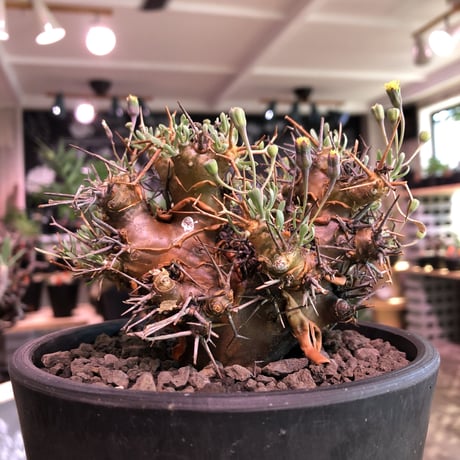 othonna   euphorbioides《M  size》mad black pot植え　極太幹&極美株‼︎  店主管理４年株