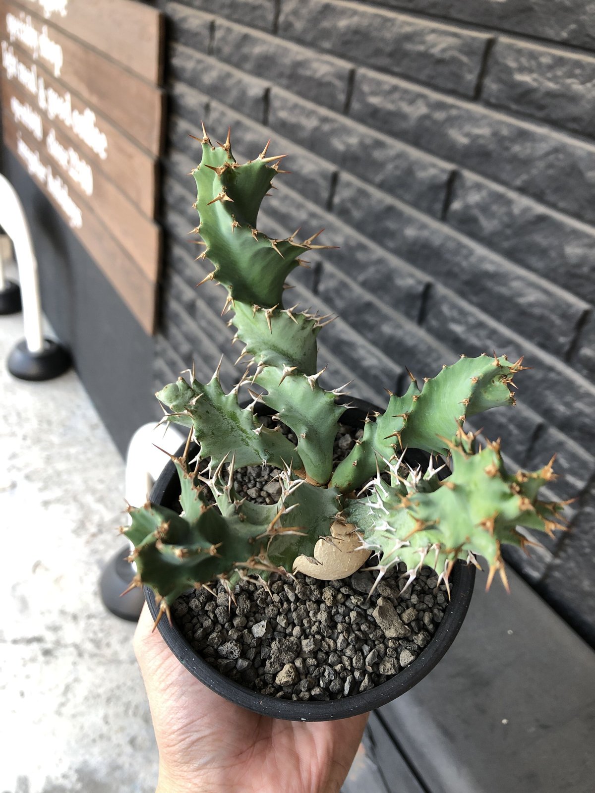 euphorbia tortioama《M size 》※現地球発根済株※店主国内管理3 euphorbia tortioama《M size 》※現地球発根済株※店主国内管理3
