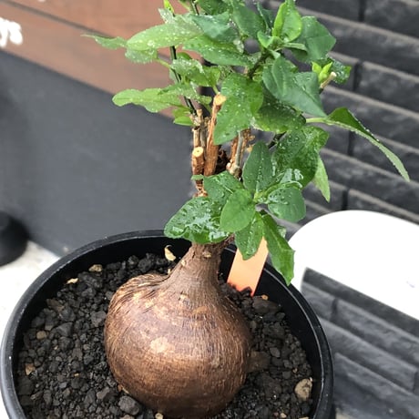 euphorbia hedyotoides《L size》球体大株※現地球株発根済※中々出会えないほど丸み強き塊根と良き枝振りが堪らない美しい一株‼︎※black pot植え
