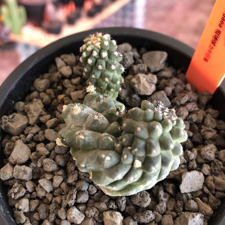 copiapoa   hypogaea《大きめM size》※現地球カキ仔自根株（子株付き）※店主国内管理2年株※良き肌質に優しい黒棘がwild且つ魅力的なヒポガエア※mad black pot植え
