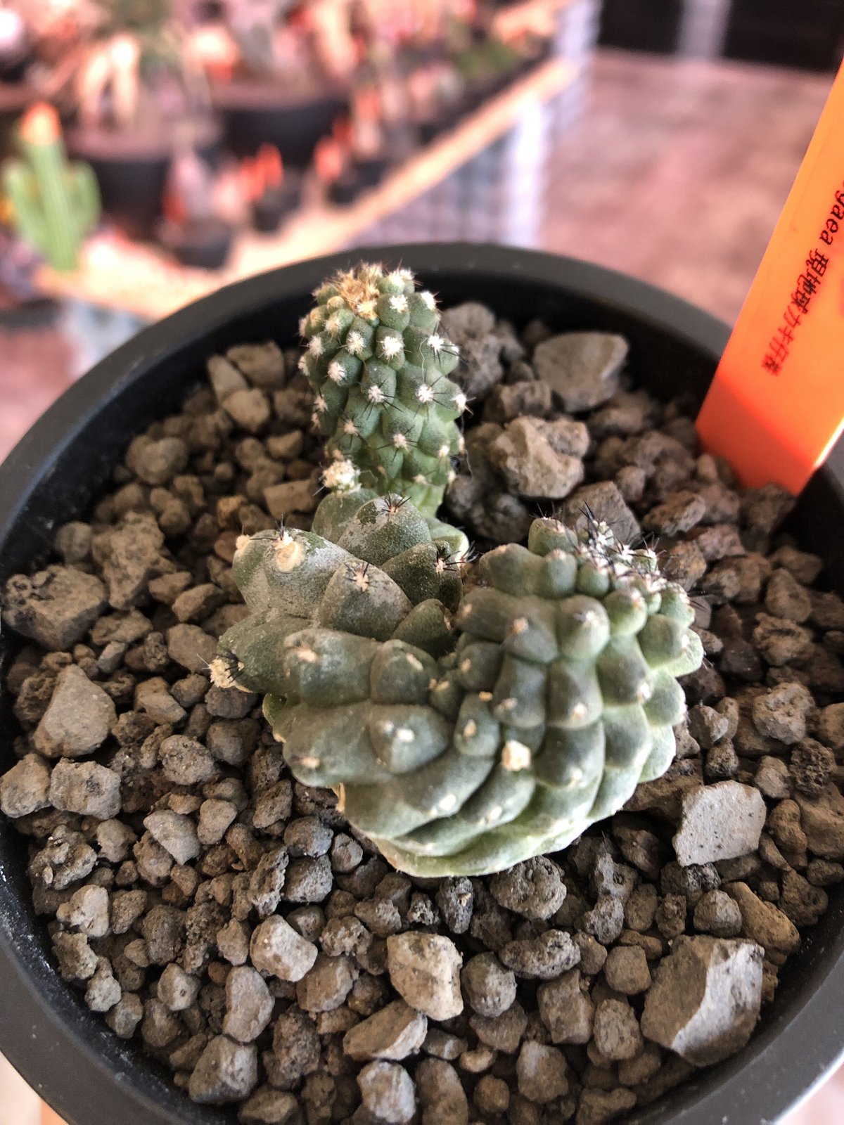 copiapoa hypogaea《大きめ M size》※現地球カキ仔自根株（子株付き）※店主国内管理 2年株※良き肌質に優しい黒棘が  wild且つ魅力的なヒポガエア※mad black pot植え