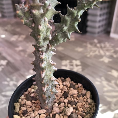 ceropegia   dimorpha《M size》※独創性高き二色のmonster‼︎※限定２株