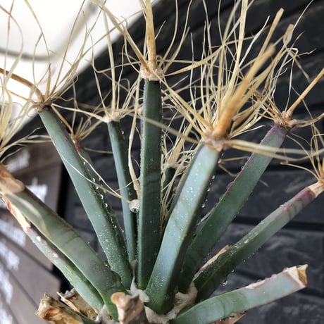 leuchtenbergia  principis 晃山《LL size》大株※現地球株発根済※極太幹を持ち年代物なため極めてワイルドな一株‼︎※mad black bowl pot植え