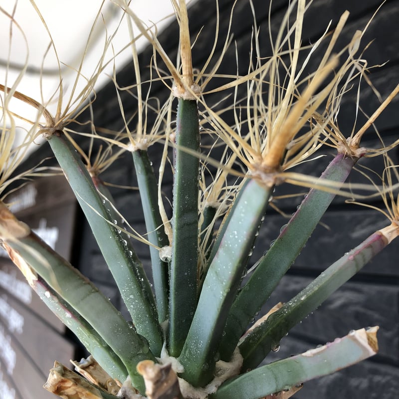 leuchtenbergia principis 晃山《LL size》大株※現地球株発根済