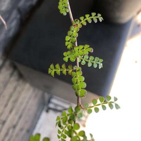 opercullicarya   decaryi  littmon  seed🌱  《7年株》※成長早く長きに渡り管理した幹幅も太く‼︎特化した繊細葉※mad  black  pot植え