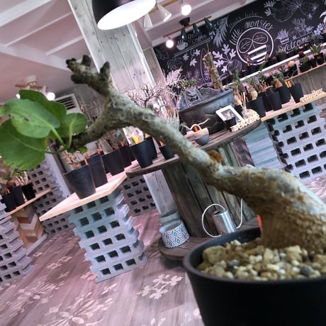 commiphora    guidotti《M  size》