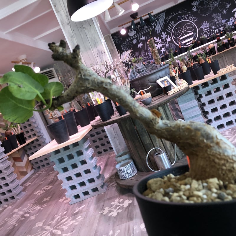 エボリスピナ・コミフォラグイドッティ 現地球 エボリスピナ・コミフォラグイドッティ 現地球 エボリスピナ