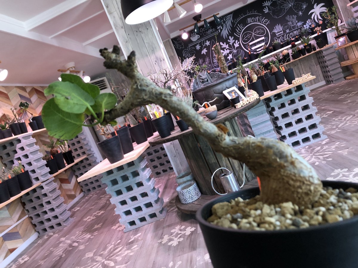 エボリスピナ・コミフォラグイドッティ 現地球 エボリスピナ・コミフォラグイドッティ 現地球