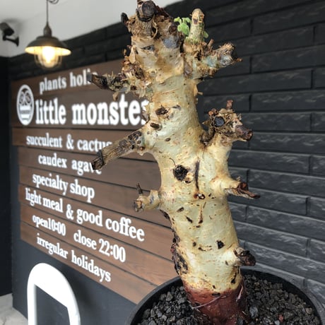 commiphora  holtziana《LL size》※現地球発根後店主国内管理3年株※weight低め且つ極太幹も味深くカッコいい一株※mad black bowl pot植え