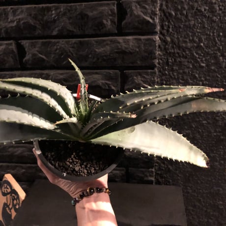 aloe   argyrostachys《L size》現地球発根済み‼︎ マダガスカルの希少種‼︎　※mad black  marble bowl pot植え